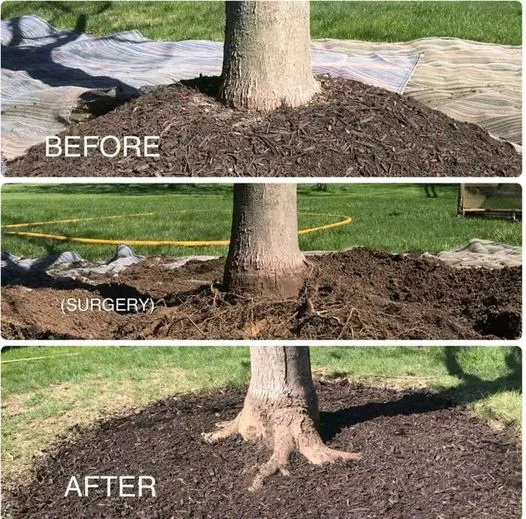 tree surgery comparisons