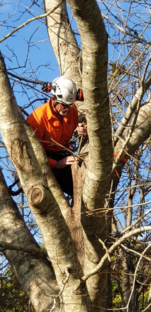 grahame in tree scaled