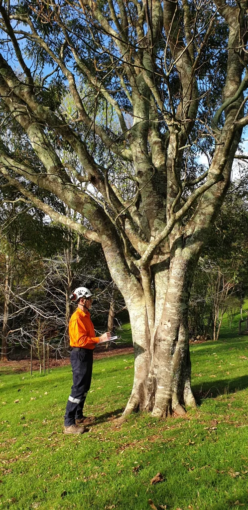 grahame inspecting tree  scaled