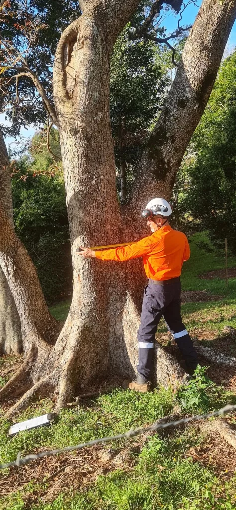 grahame measuring tree gallery image