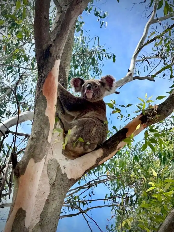 koala in tree