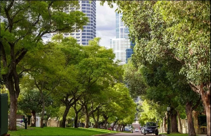 street lined with trees e