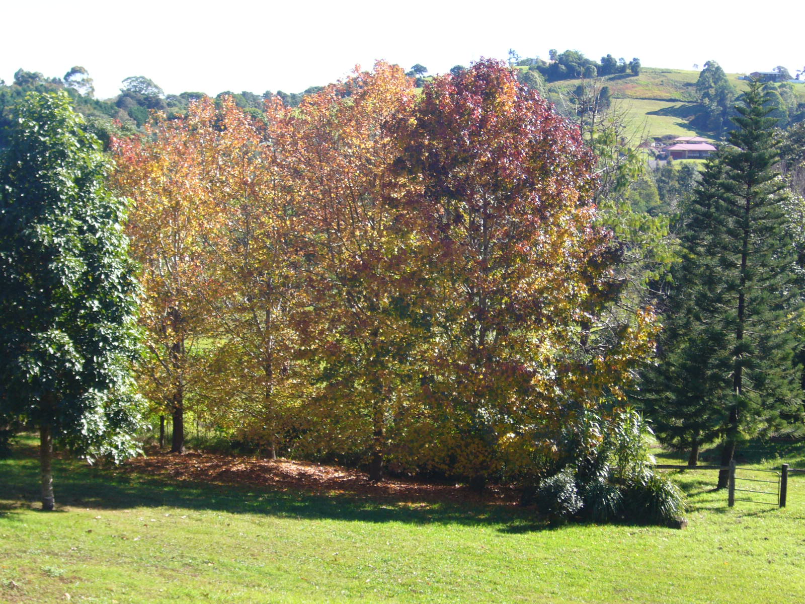 trees distance image