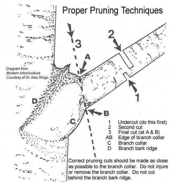 pruning techniques